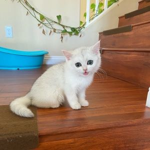 Meet your Posher, Yuan